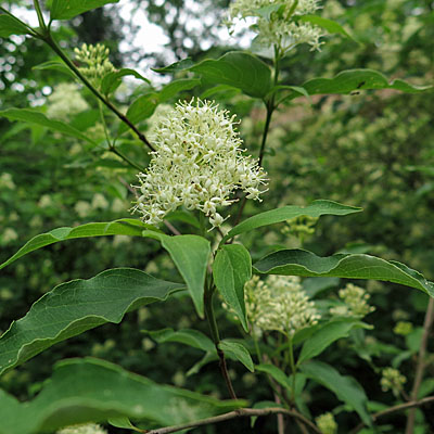 Cornus racemosa - Gray Dogwood - Flower, side view , cone shaped