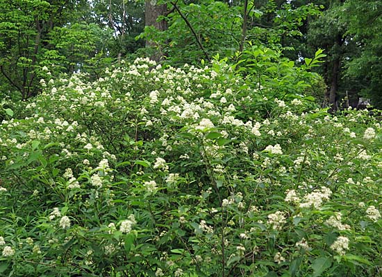 Cornus racemosa - Gray Dogwood 