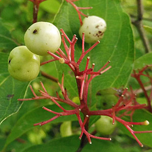 Cornus racemosa - Gray Dogwood - Blue Fruit Cornus racemosa - Gray Dogwood - Blue Fruit