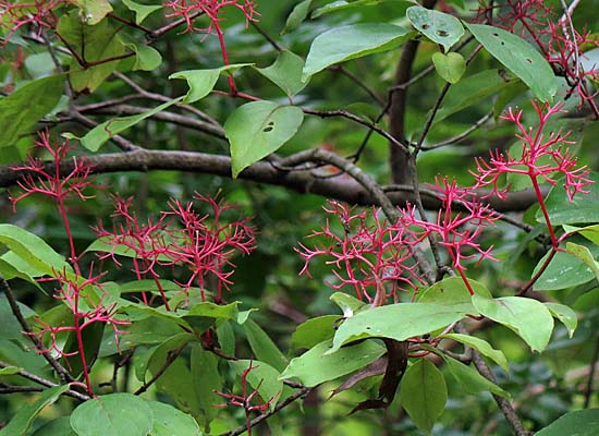 Cornus racemosa - Gray Dogwood - red stems of fruit Cornus racemosa - Gray Dogwood - red stems of fruit