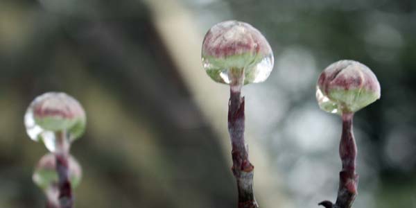 Cornus florida (Dogwood)