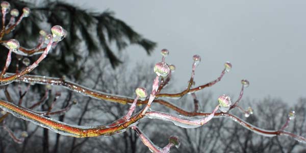 Cornus florida (Dogwood)