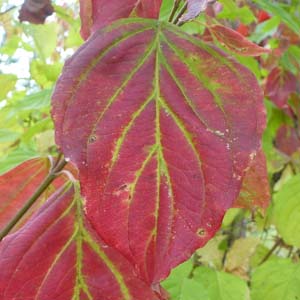 Cornus amomum - Silky Dogwood fall leaves