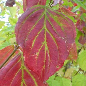 Cornus amomum - Silky Dogwood fall leaves Cornus amomum - Silky Dogwood fall leaves