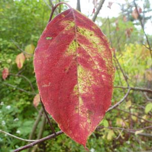 Cornus amomum - Silky Dogwood fall leaves