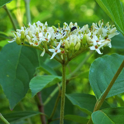 Cornus amomum - Silky Dogwood - Flower, side view , flat top