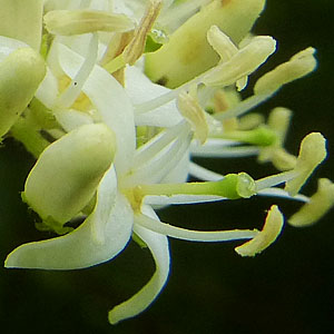 Cornus amomum - Silky Dogwood - Flowers