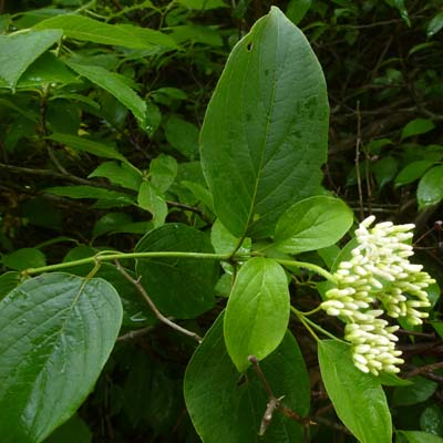 Cornus amomum - Silky Dogwood