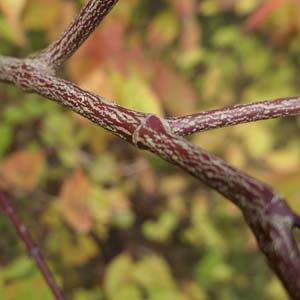 Cornus amomum - Silky Dogwood fall leaves