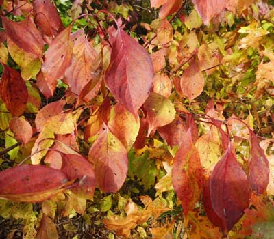 Cornus amomum - Silky Dogwood fall leaves