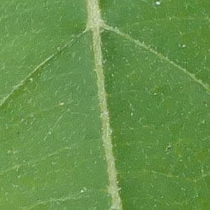 Cornus amomum - Silky Dogwood leaf top surface Cornus amomum - Silky Dogwood leaf top surface