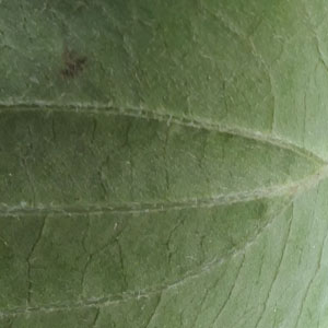 Cornus amomum - Silky Dogwood leaf bottom surface