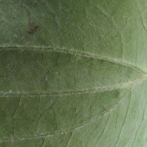 Cornus amomum - Silky Dogwood leaf bottom surface Cornus amomum - Silky Dogwood leaf bottom surface