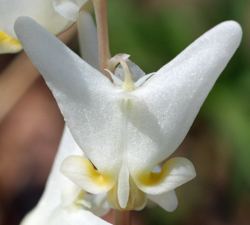 Dicentra cucullaria - Dutchman's Breeches  - flower