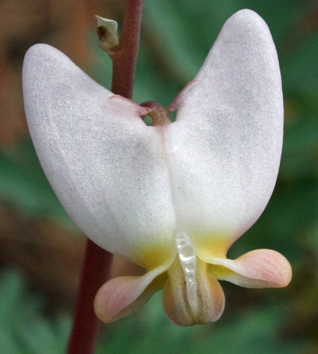 Dicentra cucullaria - Dutchman's Breeches  - flower