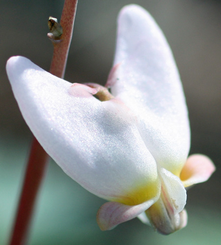 Dicentra cucullaria - Dutchman's Breeches  - flower