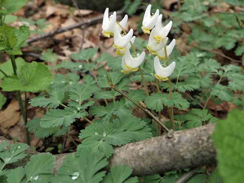 Dicentra cucullaria - Dutchman's Breeches  - plant 