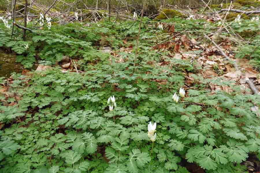Dicentra cucullaria - Dutchman's Breeches  - plant - habitat forest