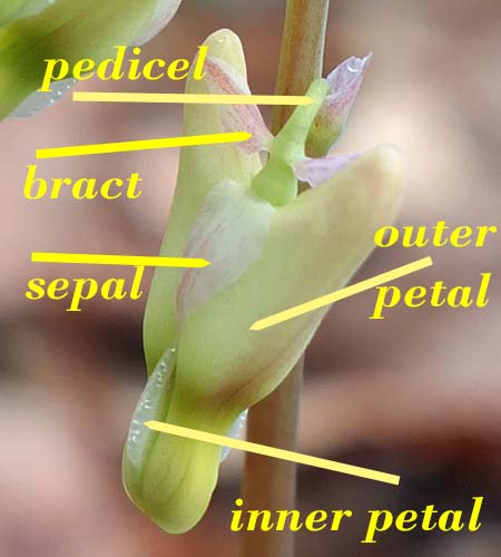 Dicentra cucullaria - Dutchman's Breeches  - flower structure, morphology, labels 