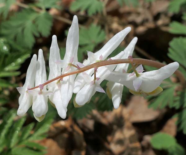 Dicentra cucullaria - Dutchman's Breeches  - inflorescence, raceme, top view