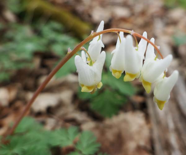 Dicentra cucullaria - Dutchman's Breeches  - inflorescence, raceme