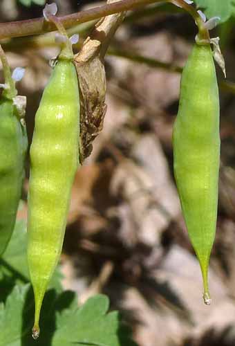 Dicentra cucullaria - Dutchman's Breeches  - fruit