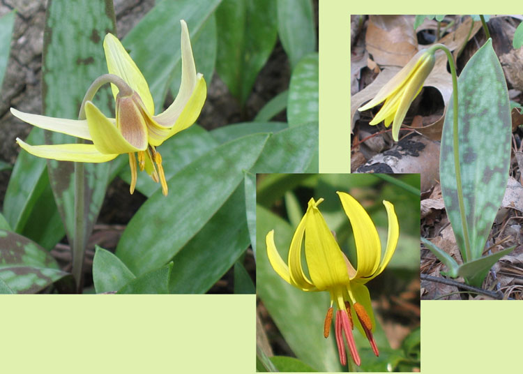Erythronium americanum ( Trout Lily )