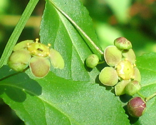 Euonymus americanus (Strawberry bush)