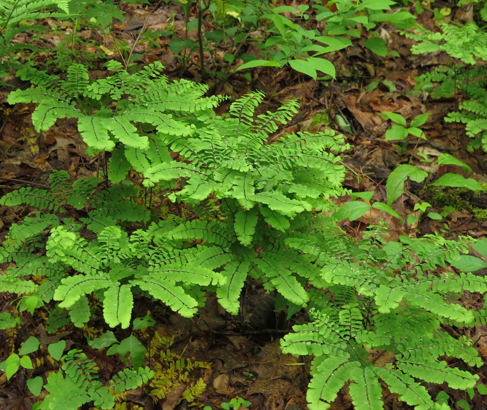 Adiantum pedatum - Maidenhair Fern - Fronds