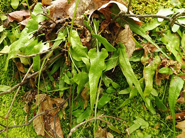 Asplenium rhizophyllum - Walking Fern - Fronds