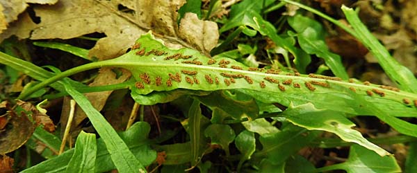 Asplenium rhizophyllum - Walking Fern - Sori scattered on lower surface of frond