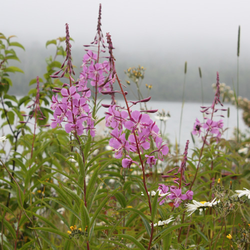 Epilobium angustifolium ( Fireweed )