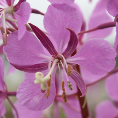 Epilobium angustifolium ( Fireweed )