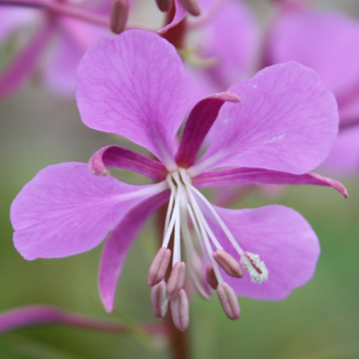 Epilobium angustifolium ( Fireweed )