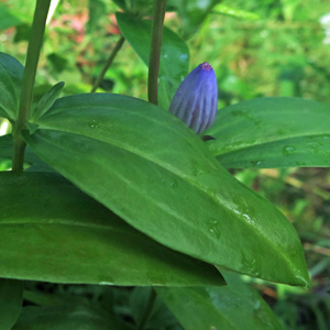 Gentiana andrewsii - Bottle gentian  - broad leaves