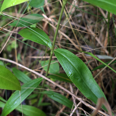 Gentiana andrewsii - Bottle gentian  - sessile opposite leaves