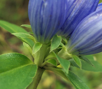 Gentiana andrewsii - Bottle gentian  - flower sepals calyx