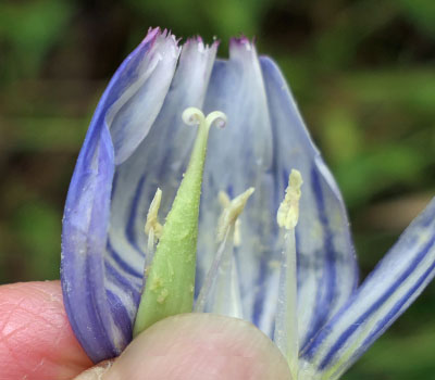 Gentiana andrewsii - Bottle gentian  - flower stamens pistil, stigma