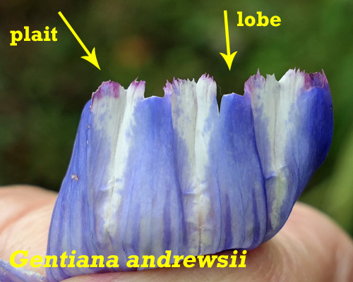 Gentiana andrewsii - Bottle gentian  - flower lobes, plaits, pleats, appendages