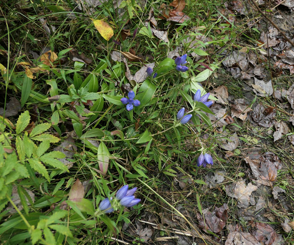 Gentiana andrewsii - Bottle gentian  - habitat