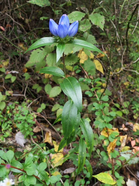 Gentiana andrewsii - Bottle gentian  - plant 