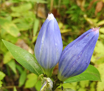 Gentiana andrewsii - Bottle gentian  - flower tops plait fringe 