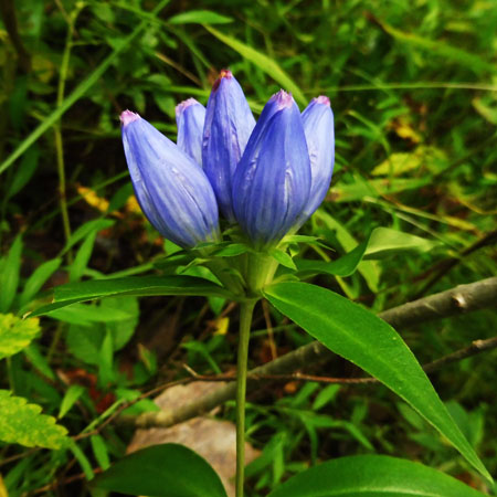 Gentiana andrewsii - Bottle gentian  - inflorescence