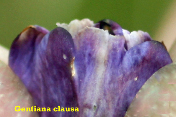 Gentiana clausa - Bottle gentian  - flower lobes & plaits