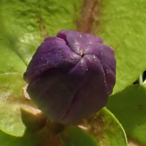 Gentiana clausa - Closed gentian  - flower tops - lobes and no plaits 