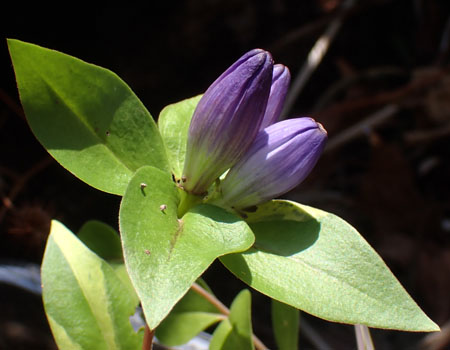 Gentiana clausa - Closed gentian  - inflorescence