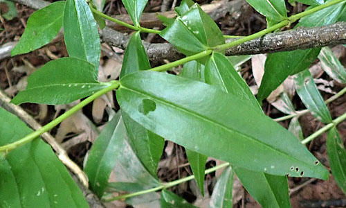 Gentiana clausa - Closed gentian  - sessile, opposite leaves