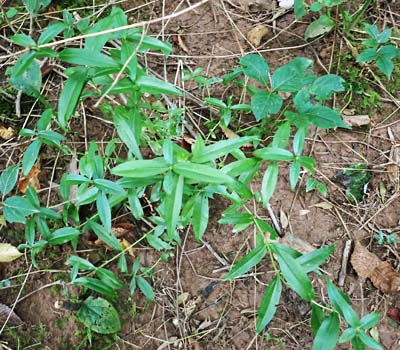 Gentiana clausa - Closed gentian  - habitat