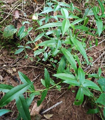 Gentiana clausa - Closed gentian  - habitat