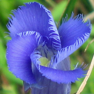 Gentianopsis crinita - greater fringed gentian - Flower, buds